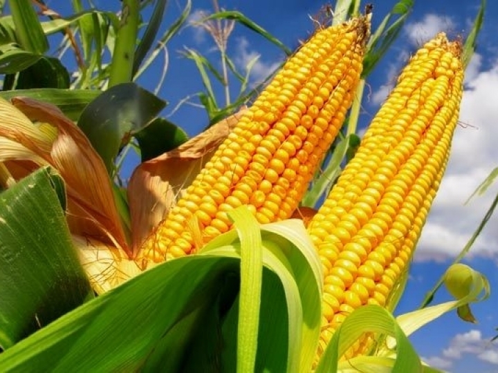 Conab contrata autônomos para remoção de 6,2 mil toneladas de milho