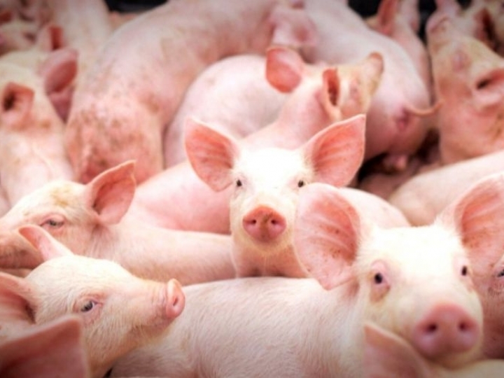 Criação de suínos livres do uso de antibióticos promotores de crescimento