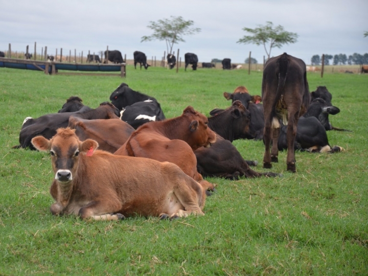 Irrigação aumenta a produção no campo