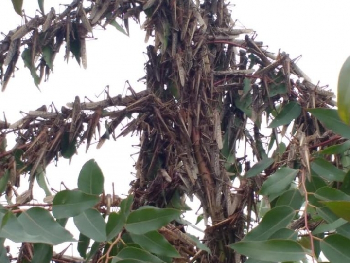 Pulverizações por agricultores eliminam parte dos gafanhotos na fronteira Argentina/Uruguai