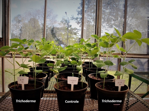  O produto a base do fungo Trichoderma pode ser aplicado em diferentes culturas agrícolas.Tem o potencial de colonizar o sistema radicular e a rizosfera, requisito básico para que o microrganismo se estabeleça e promova o crescimento das plantas, aumentan