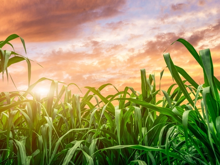 Nova cana-de-açúcar apresenta resistência à broca e ao herbicida glifosato