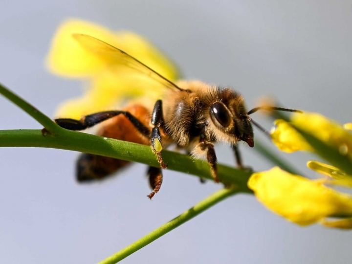 Polinização pode aumentar a produtividade de culturas de grande importância agrícola no Brasil