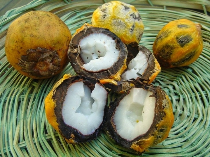 Projeto para fortalecimento da cadeia da macaúba será implantado na região do Cariri