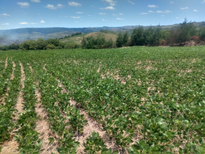 Planejamento fitossanitário é fase  importante para o sucesso da lavoura de soja