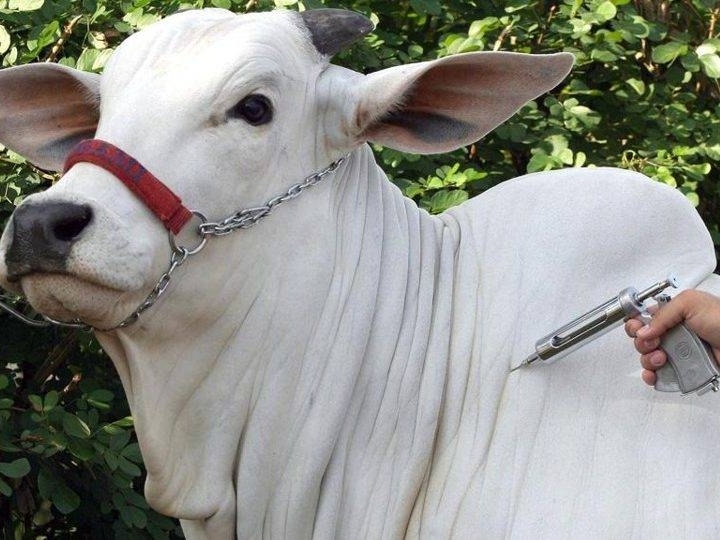 Mapa reconhece seis estados como livres de febre aftosa sem vacinação