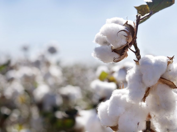 Corteva Agriscience e TMG levam inovação e proteção ao algodão