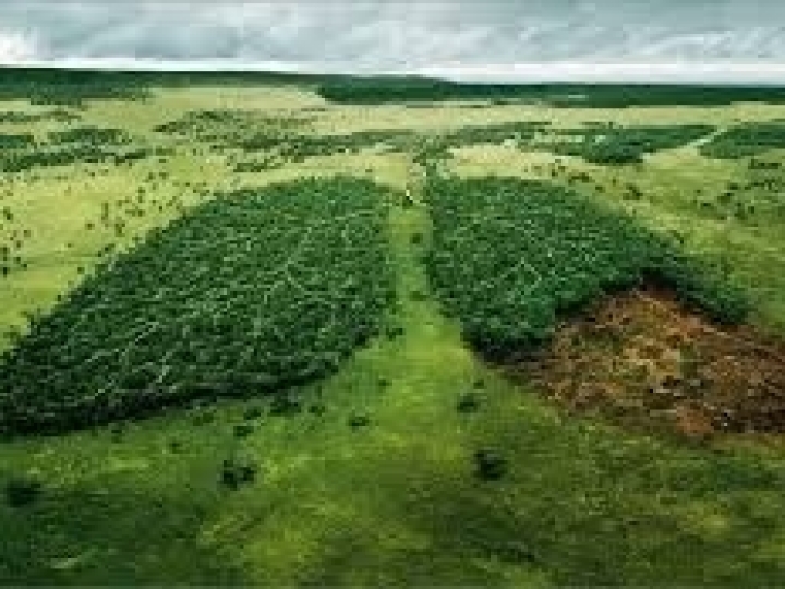 AGU obtém bloqueio de R$ 500 mil em bens de acusado de crimes ambientais