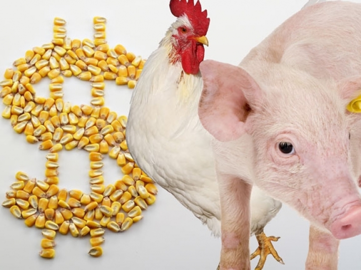 Impactos da reforma tributária para o setor de aves e suínos