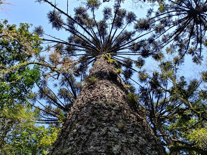 Araucárias-macho que produzem pólen em menos da metade do tempo