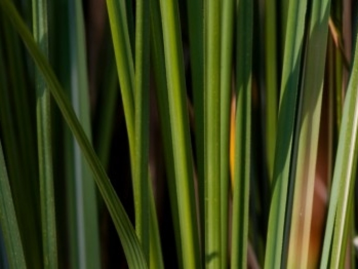 Incentivos para produção de bioenergia precisam continuar no contexto pós-pandemia