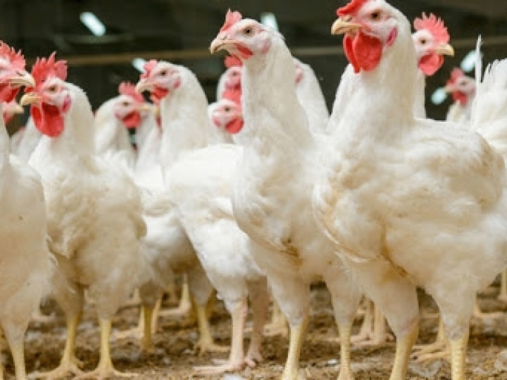 Resposta vacinal dos betaglucanos na avicultura