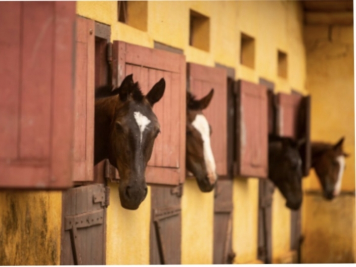 ‘Protocolo Sanitário Unificado Equinos e Bovinos’ é entregue às Secretarias de Agricultura e Abastecimento e de Esportes de SP 