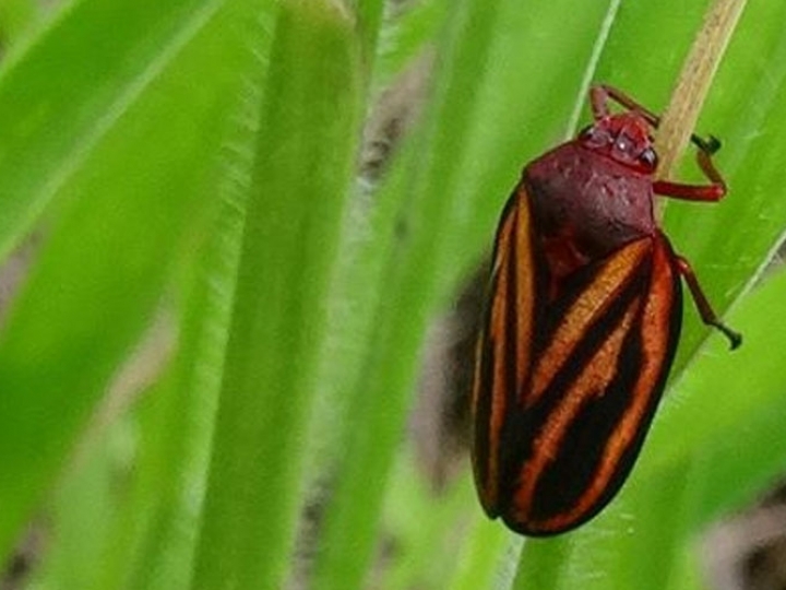 Pastagens: fungo selecionado pelo IB para controle biológico da cigarrinha-das-pastagens é usado em dois milhões de hectares