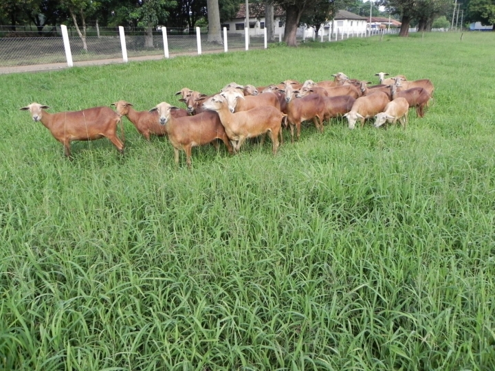 Semana de ovinos IZ abordará temas da pesquisa ao campo