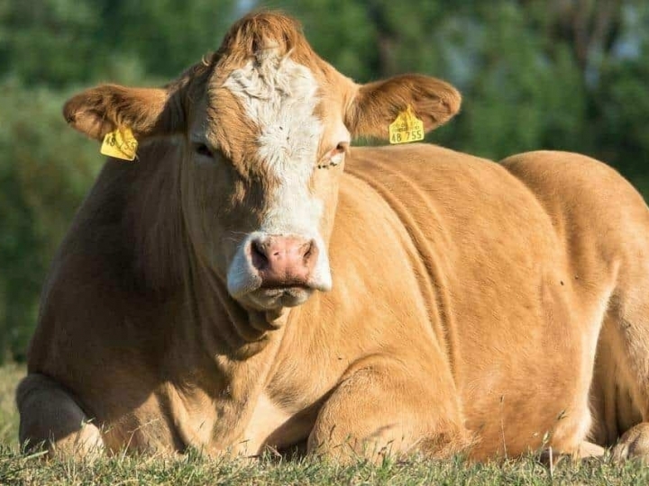 Saiba como lucrar mais na venda do boi gordo