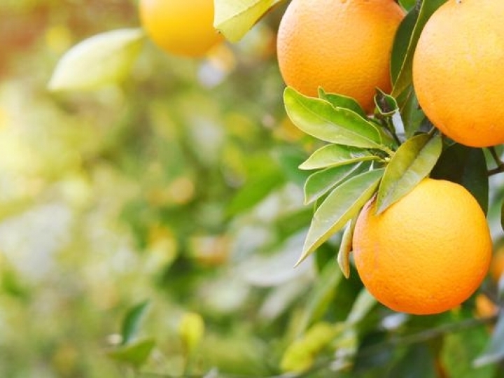 A importância do boro nas plantações de citros