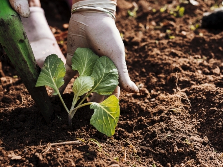 Recorde de registros de defensivos agrícolas de controle biológico