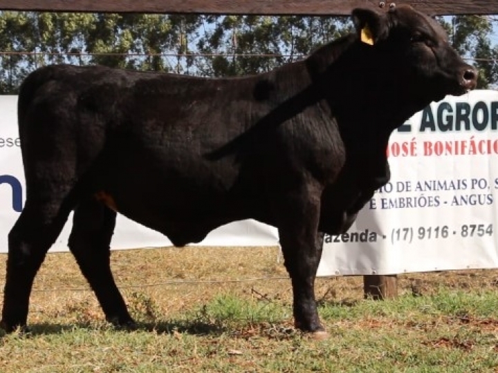 Leilão exclusivo da raça Ultrablack tem venda total e fatura R$ 212 mil