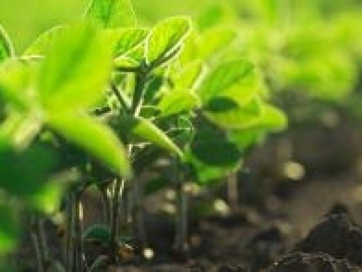 Yara lança solução nutricional que alia equilíbrio nutricional e rendimento operacional