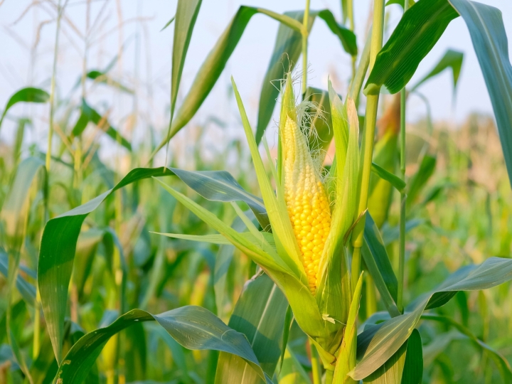 Bayer apresenta novidades em híbridos de milho 