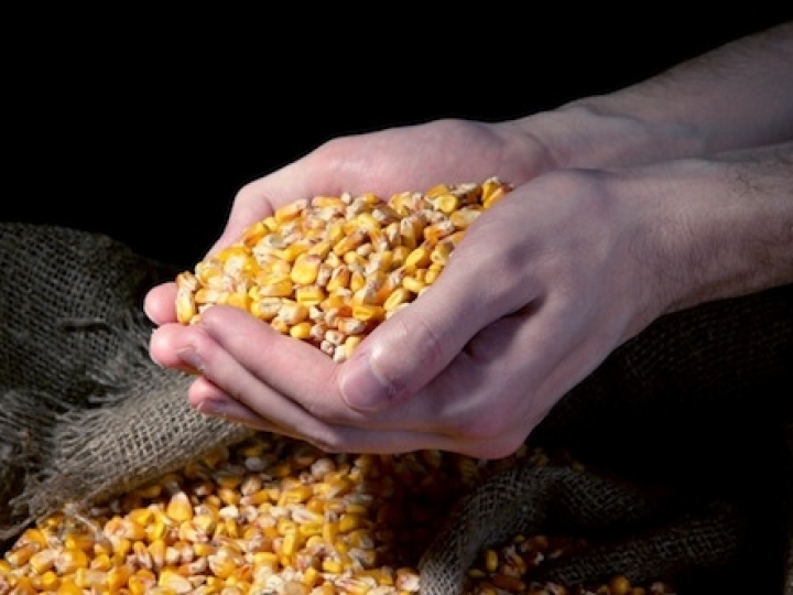 Bunge fecha parceria inédita com Orbia para negociação digital de grãos