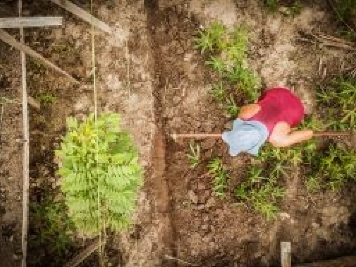 Agrofloresta diversifica produção e gera mais renda para a Agricultura Familiar