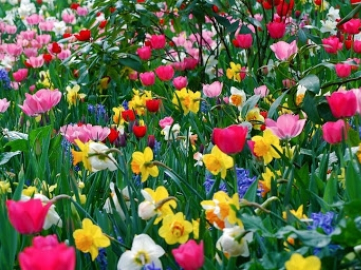 Produtores se reinventam para recuperar prejuízos da pandemia nos setores de flores e de hortifruti