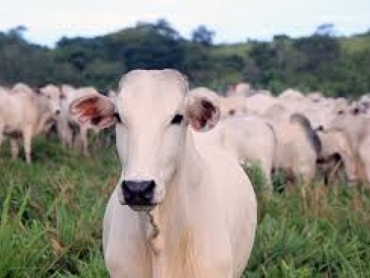 IB dobra prazo de validade de produto para diagnóstico de tuberculose em bovinos