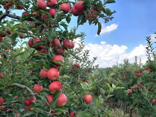 Foto: Gilmar Nachtigall