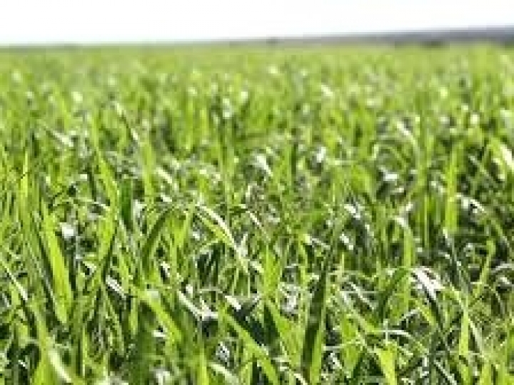 Aberta consulta pública sobre sementes de espécies forrageiras de clima tropical