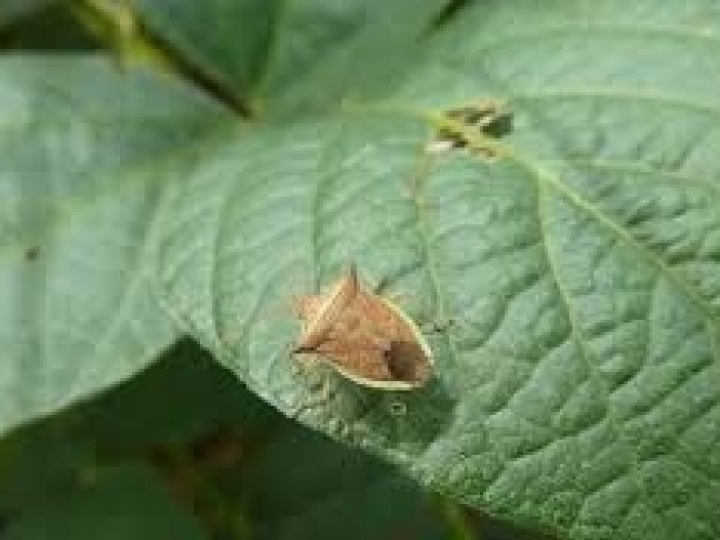 Atualizada lista de pragas quarentenárias ausentes