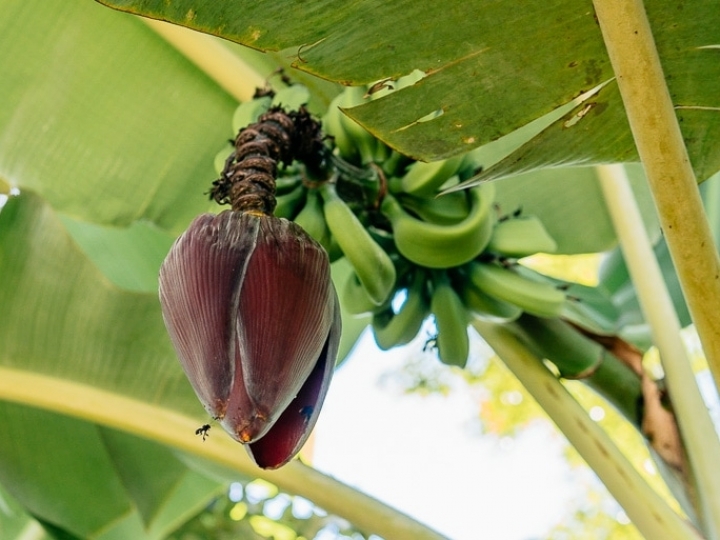 Banana: fungo selecionado pelo IB controla broca-da-banana, principal praga da cultura