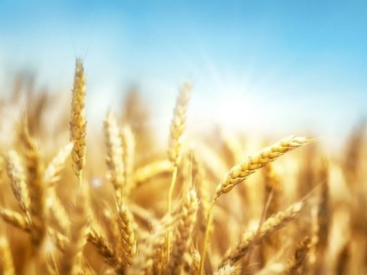 Trigo na Bahia pode alcançar 20 mil hectares