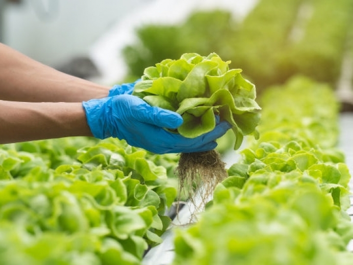  IAC aumenta em 16 vezes o teor de zinco nas folhas de alface   