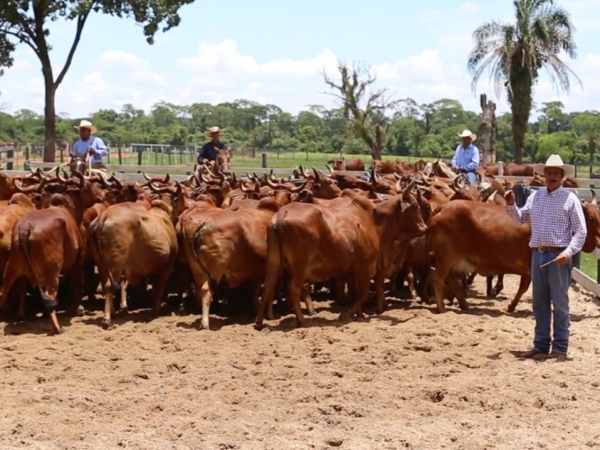 Raça zebuína é rústica e muito requisitada para cruzamentos, visando tanto à pecuária de leite como a de corte