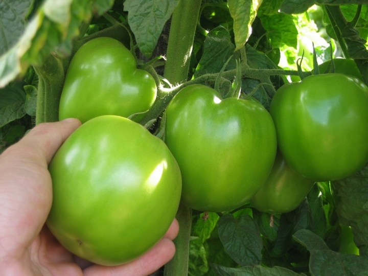 Tomate estaqueado: Fortalecimento fisiológico contribui  para uniformização e qualidade dos frutos