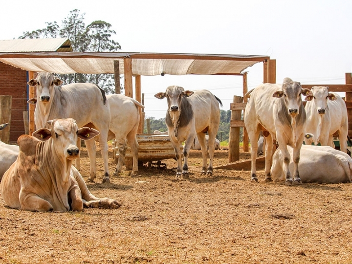 Dieta de alto concentrado diminui GEEs na pecuária