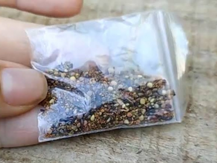 Presença de fungos, bactérias e ácaro em pacotes de sementes não solicitados