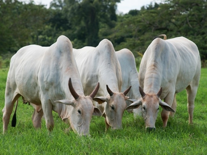 Bolsistas do PIBIC do IZ apresentarão resultados 