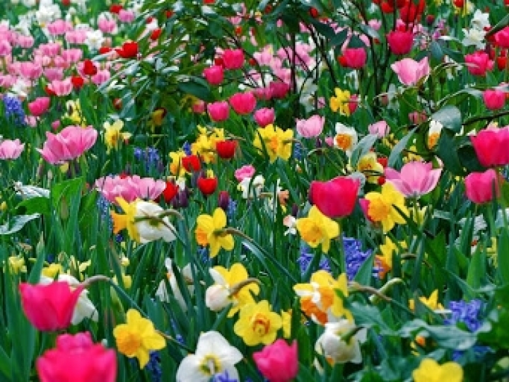 Flores para Finados devem crescer em faturamento