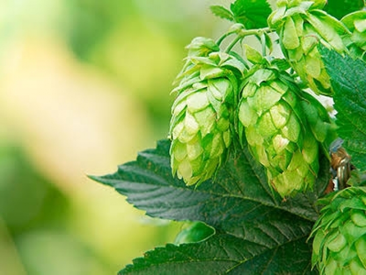 Projeto para fomentar cultivo de lúpulo no Brasil
