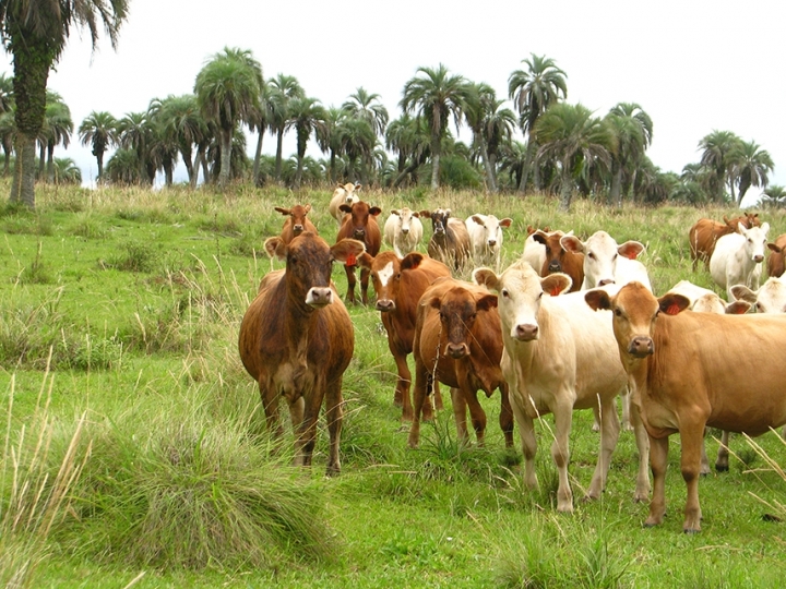 Manejo na pecuária promove a regeneração dos butiazais e a conservação do campo nativo