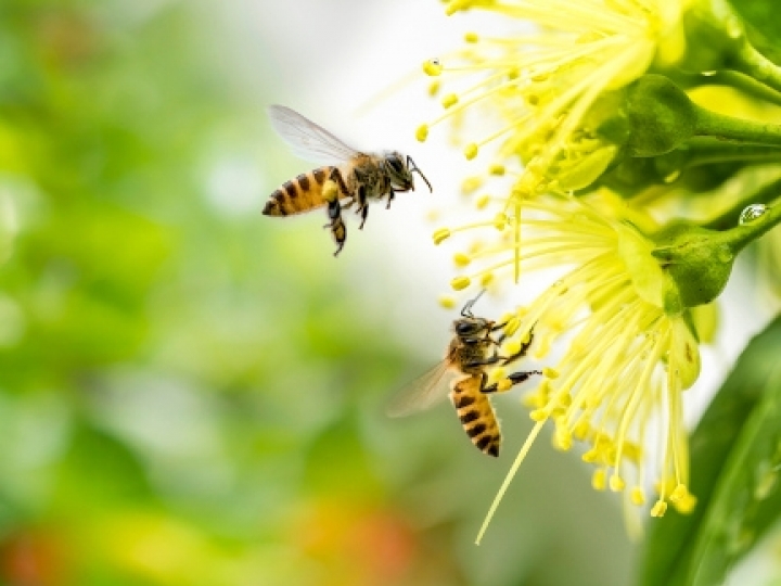 Data especial em celebração à maior polinizadora do mundo alerta para extinção por uso de agrotóxicos