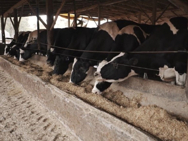 Como o trigo aumenta a produtividade e gera mais lucro na propriedade pecuária