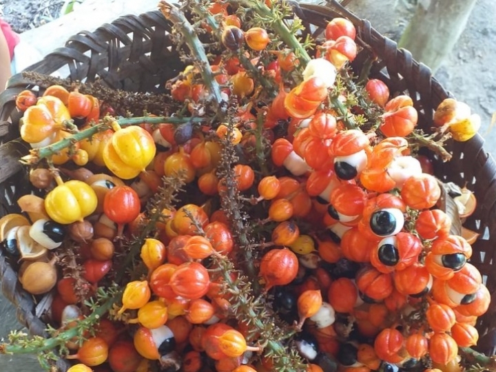 Guaraná da Terra Indígena Andirá-Marau é a primeira Indicação Geográfica para povo indígena