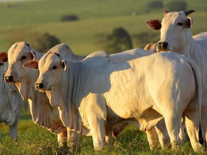 Nanopartículas de própolis no combate de infecções 