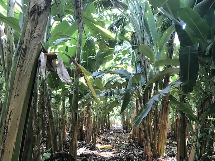 Identificado isolado de fungo capaz de controlar doença da bananeira