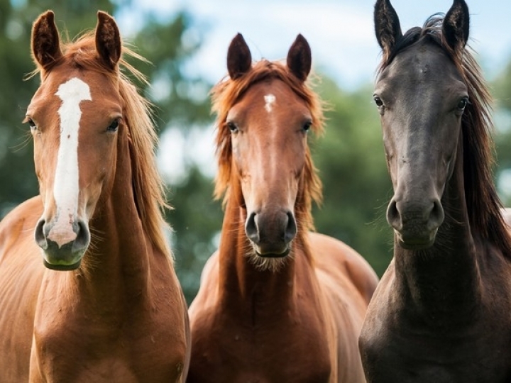 Feridas em equinos atuam como porta de entrada para uma série de doenças