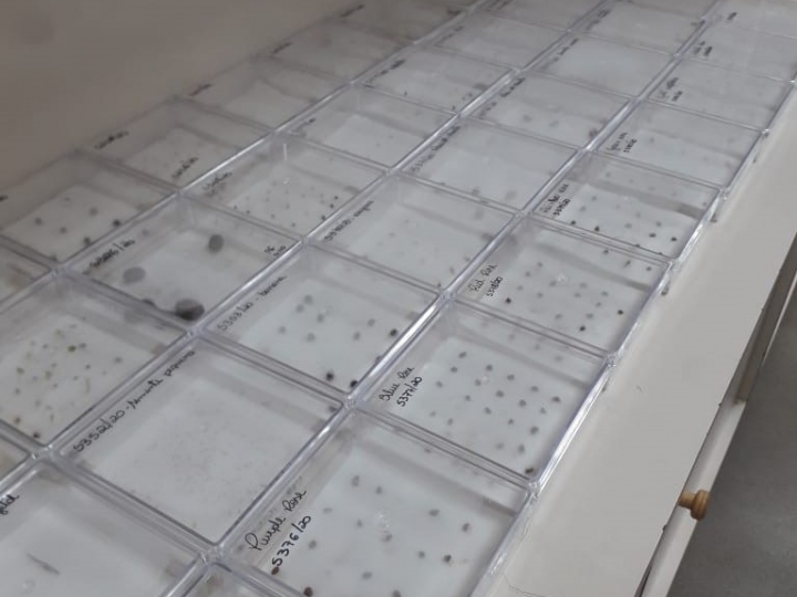 Pacotes de sementes não solicitados em 23 estados e no DF